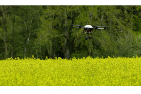 Drohne mit RGB-Kamera zur Erfassung des Blühbeginns. Foto: NPZ Innovation