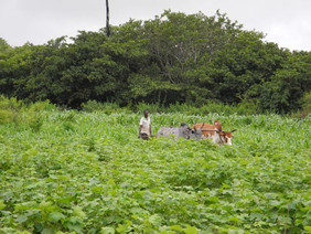 Baumwoll-Farm in der Côte d’Ivoire. Foto: WHH/Schneider